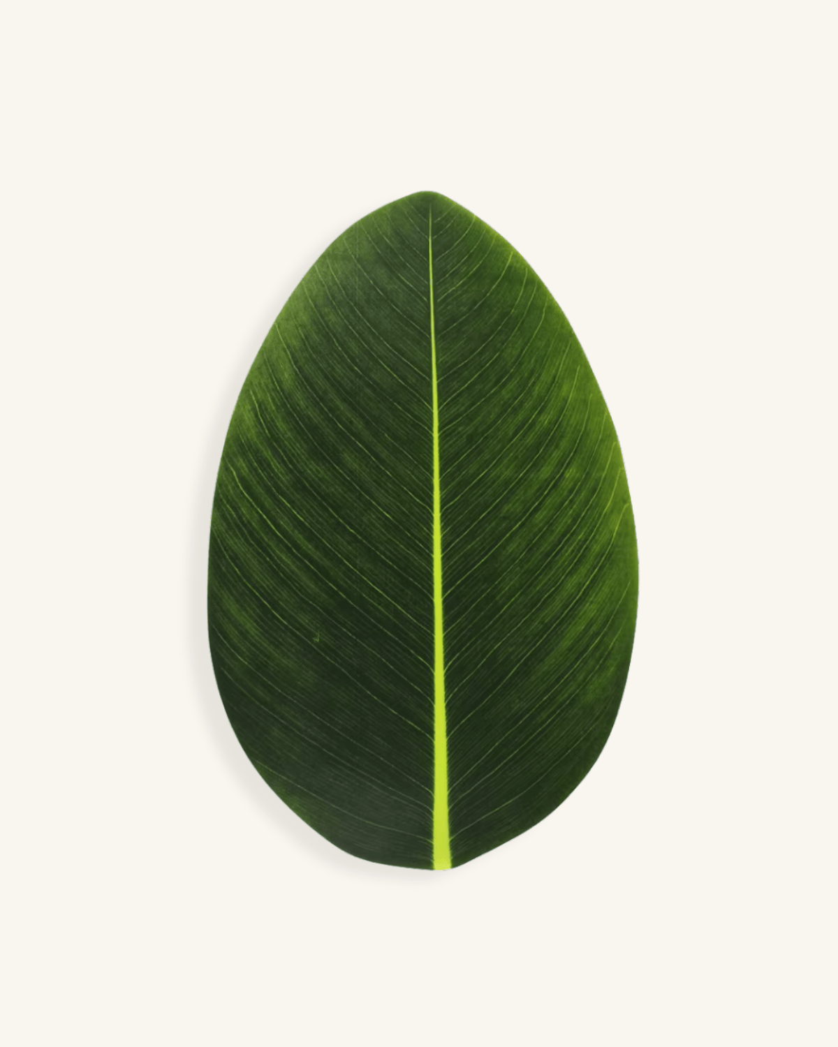 set de table feuillage